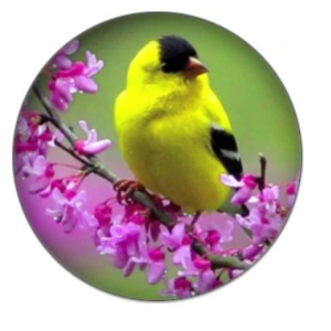 Magnetukas 0077