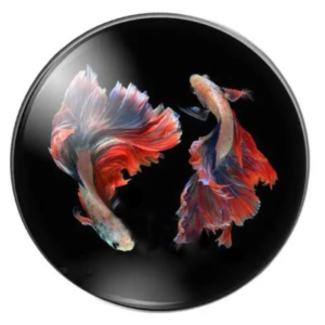 Magnetukas 0092